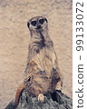 meerkat smile 99133072