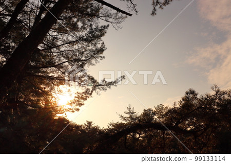 日落天空日落松樹 99133114