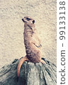 return meerkat 99133138