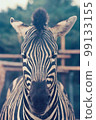 front view of zebra 99133155