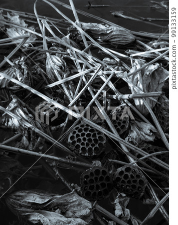 withered winter lotus flower withered winter lotus flower 99133159