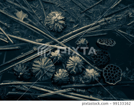 withered winter lotus flower 99133162