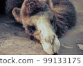 lazy camel 99133175
