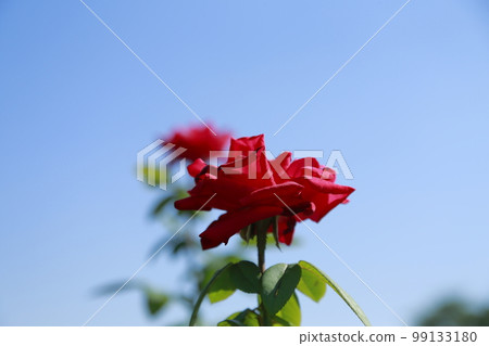 荒尾市少女公民花壇玫瑰花, 荒尾市少女公民花壇玫瑰花, 99133180