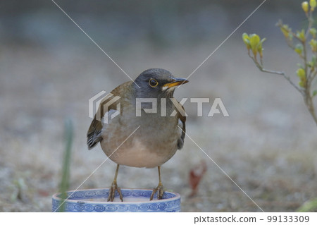 A white-bellied bird that flew into the garden, 99133309