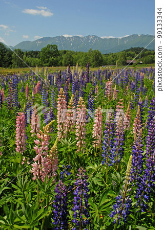 Lupinas communities - Stock Photo [99133344] - PIXTA