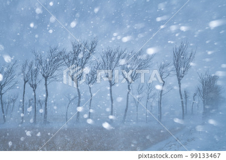 Haza trees in a blizzard Haza trees in a blizzard 99133467