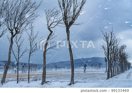 Group of Haza trees in winter Group of Haza trees in winter 99133469
