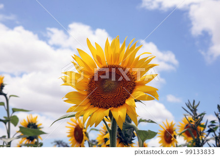 Kiyose Sunflower Festival Kiyose Sunflower Festival 99133833