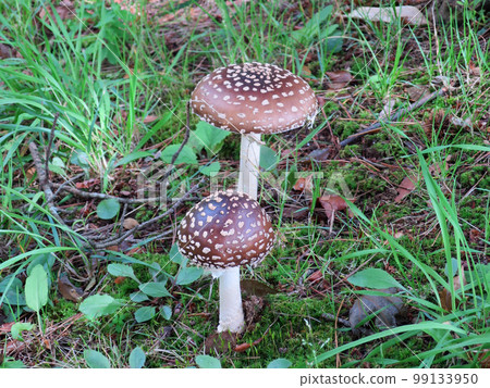 鵝膏菌排隊 99133950