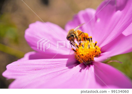 Frontal close-up of a bee with bee pollen coming to suck nectar from pink cosmos 99134060