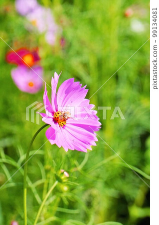 A single bee picking pollen from a pink cosmos flower head in a flower garden, vertical A single bee picking pollen from a pink cosmos flower head in a flower garden, vertical 99134081