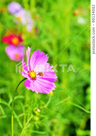 A single honeybee taking off from a pink cosmos flower head in a flower garden 99134082