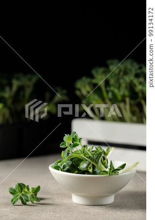 A micro-green lupin on a plate and in a drawer in the background. Vertical frame, dark background. A micro-green lupin on a plate and in a drawer in the background. Vertical frame, dark background. 99134172