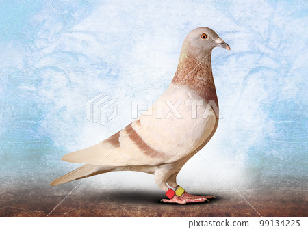 full body of speed racing pigeon bird isolate white background full body of speed racing pigeon bird isolate white background 99134225