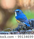 Blue birds of happiness 99134699