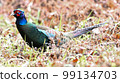 pheasant  99134703