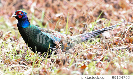 pheasant  99134703