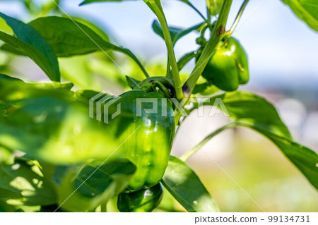 在早晨的陽光下閃耀的甜椒 99134731