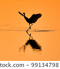 heron dance 99134798