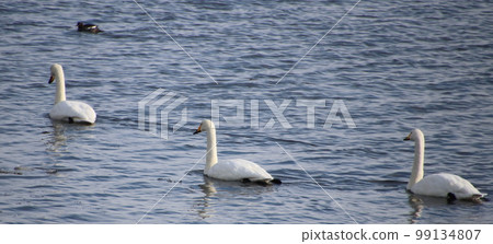 Three swans nestling on the surface of the water 99134807