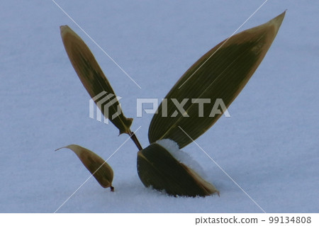 snow field leaves 99134808