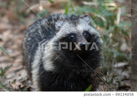 日本浣熊遛狗 日本浣熊遛狗 99134856