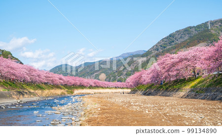 Kawazu Sakura（Kawatsu鎮） 99134890