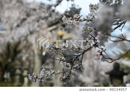 ``Oishi cherry blossoms'' blooming on the precincts of Oishi Shrine in Yamashina, Kyoto 99134957