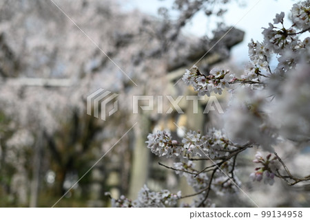 京都山科大石神社院內盛開的「大石櫻花」 京都山科大石神社院內盛開的「大石櫻花」 99134958