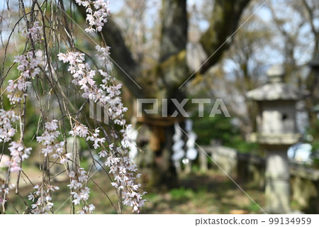 京都山科大石神社院內盛開的「大石櫻花」 99134959