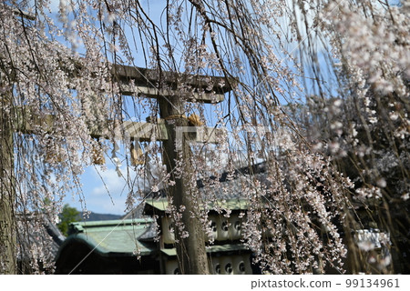 京都山科大石神社院內盛開的「大石櫻花」 99134961