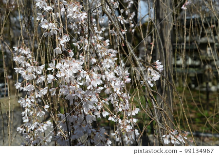 京都山科大石神社院內盛開的「大石櫻花」 99134967