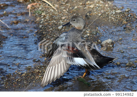 Fluttering white-backed duck, show me the beautiful pattern on your chest and spread your wings Fluttering white-backed duck, show me the beautiful pattern on your chest and spread your wings 99134982