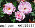 rose matilda three-flowered 99135132