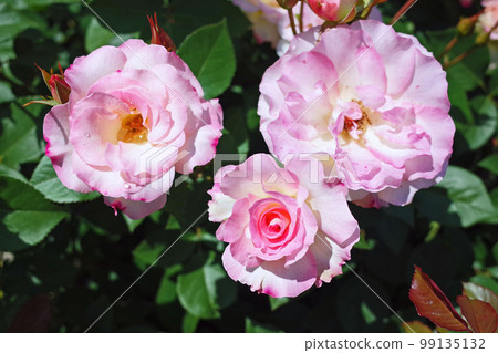 rose matilda three-flowered rose matilda three-flowered 99135132