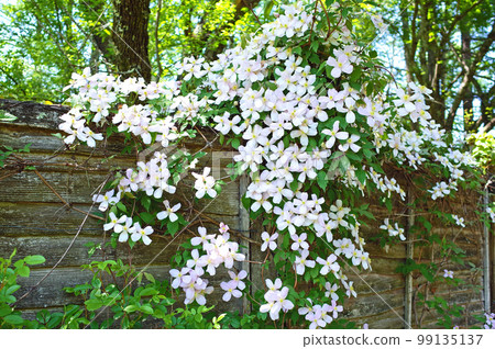 four-petaled clematis montana 99135137