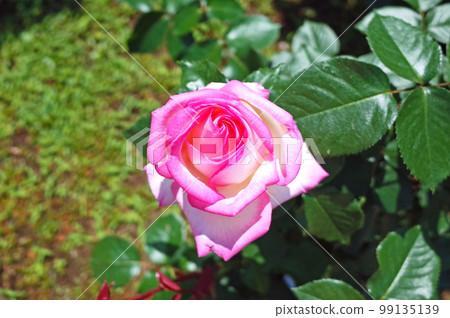 Princess de Monaco in full bloom 99135139