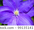 clematis in full bloom 99135141