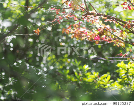 陽光透過秋天的樹木用舊鏡頭拍攝 99135287