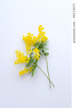 白色背景的含羞草花裝飾、室內含羞草花葉背景、含羞草切花 白色背景的含羞草花裝飾、室內含羞草花葉背景、含羞草切花 99135673