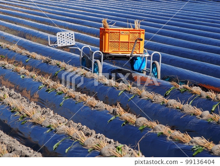 Planting sweet potato fields and Naruto Kintoki Planting sweet potato fields and Naruto Kintoki 99136404