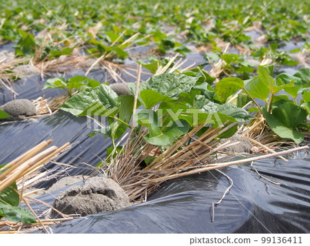 Cultivation scenery of sweet potato field and Naruto Kintoki Cultivation scenery of sweet potato field and Naruto Kintoki 99136411