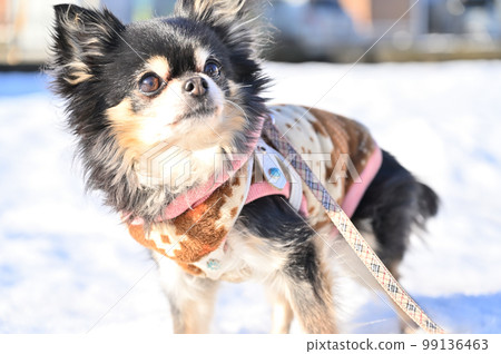 奇瓦瓦州雪地步行 奇瓦瓦州雪地步行 99136463