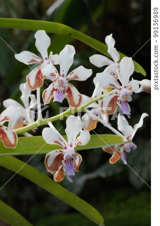 Vanda lamellata Progenitor of the Western orchid Vanda lamellata Progenitor of the Western orchid 99136989