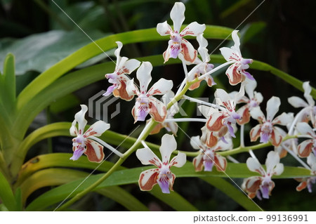 Vanda lamellata Progenitor of the Western orchid 99136991