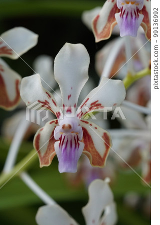 Vanda lamellata Progenitor of the Western orchid Vanda lamellata Progenitor of the Western orchid 99136992