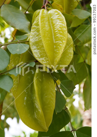 楊桃的黃色果實（楊桃） 99137083