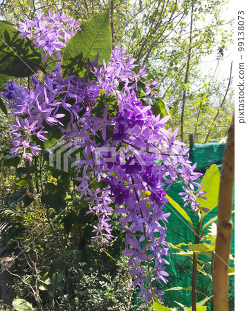 Blossom purple flower of Sandpaper vine, Queens Wreath, Purple Wreath, Petrea volubilis L. Blossom purple flower of Sandpaper vine, Queens Wreath, Purple Wreath, Petrea volubilis L. 99138073