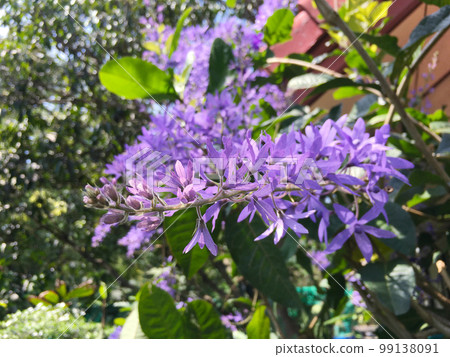 Blossom purple flower of Sandpaper vine, Queens Wreath, Purple Wreath, Petrea volubilis L. Blossom purple flower of Sandpaper vine, Queens Wreath, Purple Wreath, Petrea volubilis L. 99138091